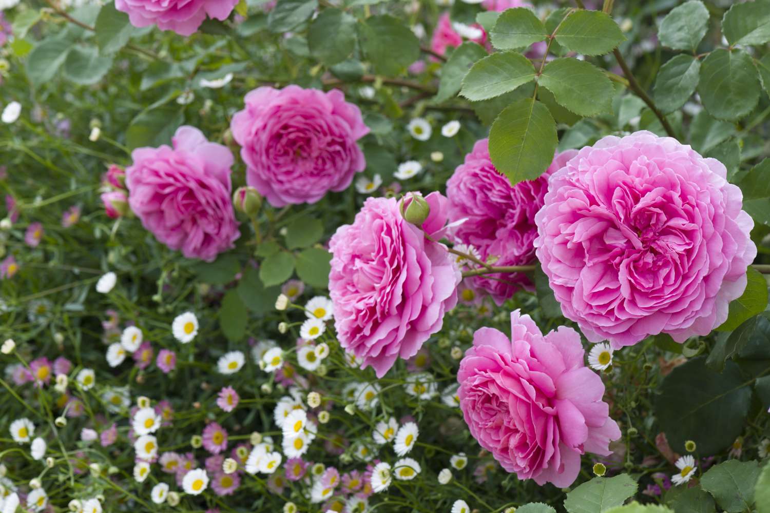 Ruusu 'Princess Alexandra of Kent™' (Ausmerchant)